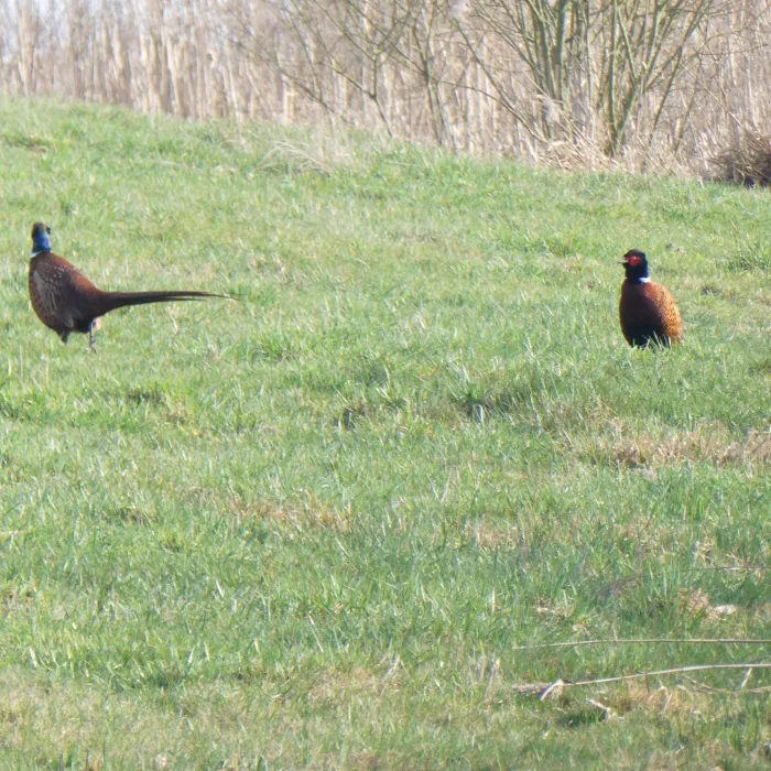 Ring-necked Pheasant
