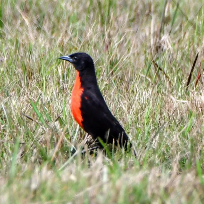Gespotte Zwartkopsoldatenspreeuw