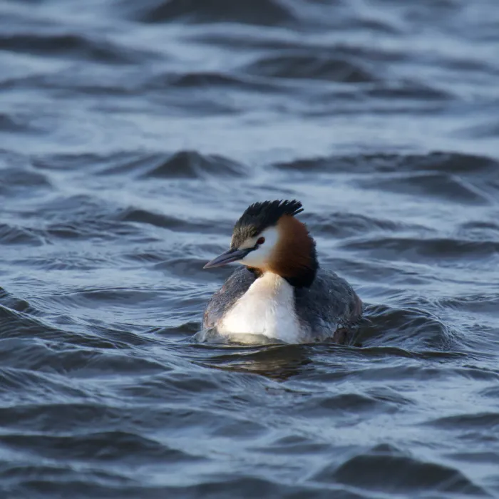 Spotted Great Crested Grebe