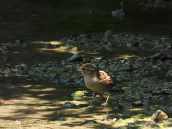 Spotted Italian Sparrow