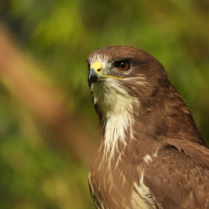 Waargenomen Buizerd