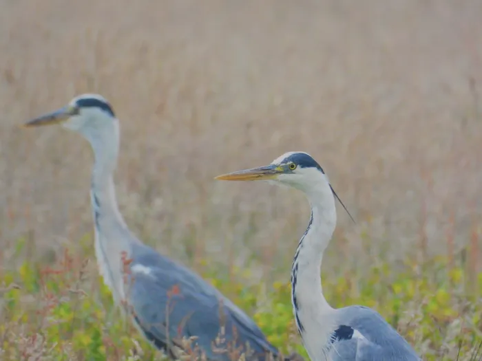 Spotted Gray Heron