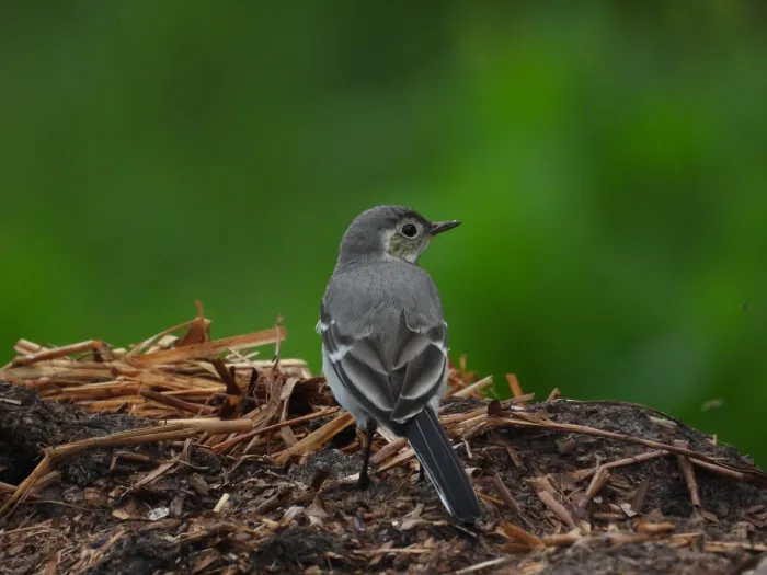 Spotted White Wagtail