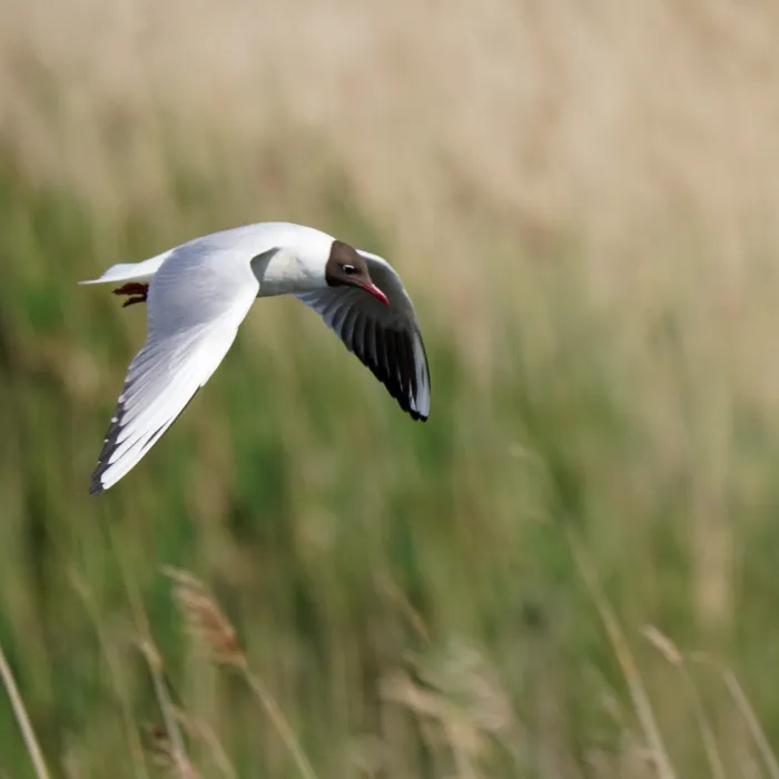 Black-headed Gull