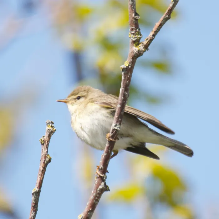 Spotted Willow Warbler