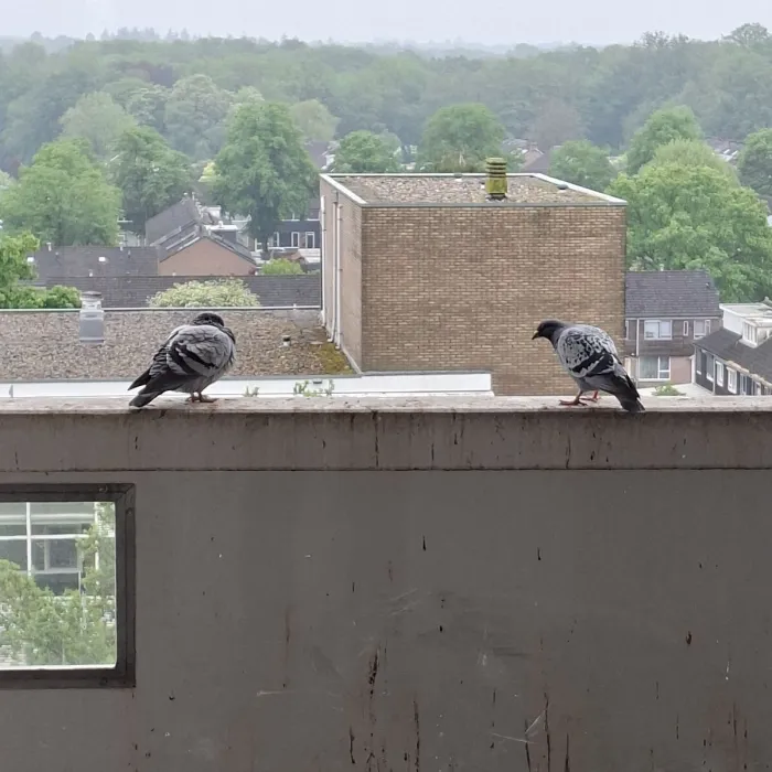 Spotted Rock Pigeon