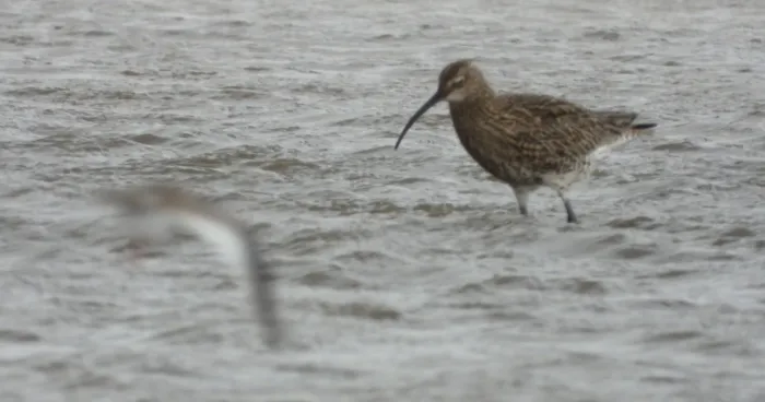 Spotted Eurasian Curlew
