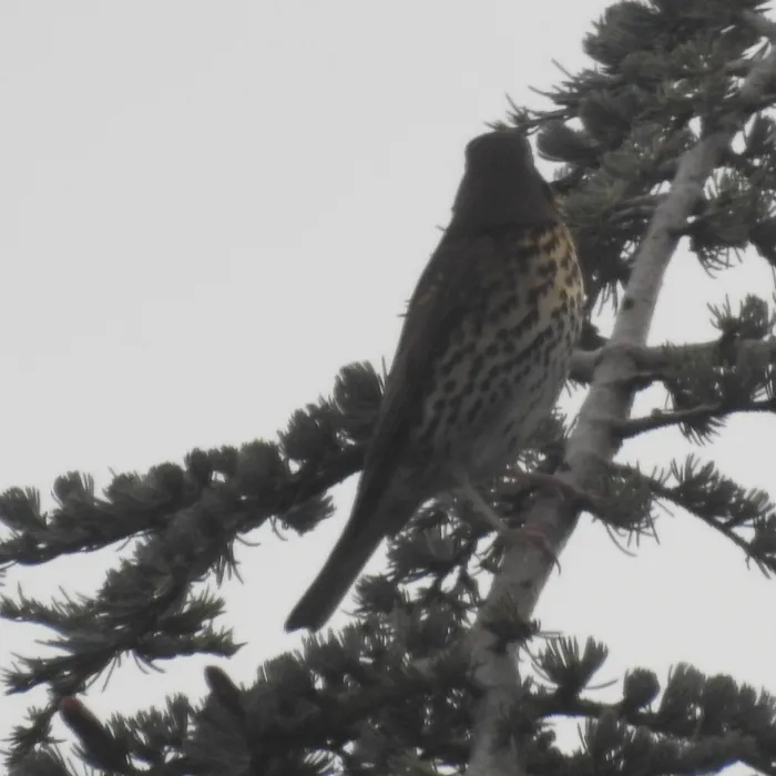 Spotted Song Thrush