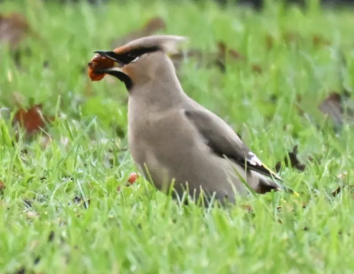 Waargenomen Pestvogel