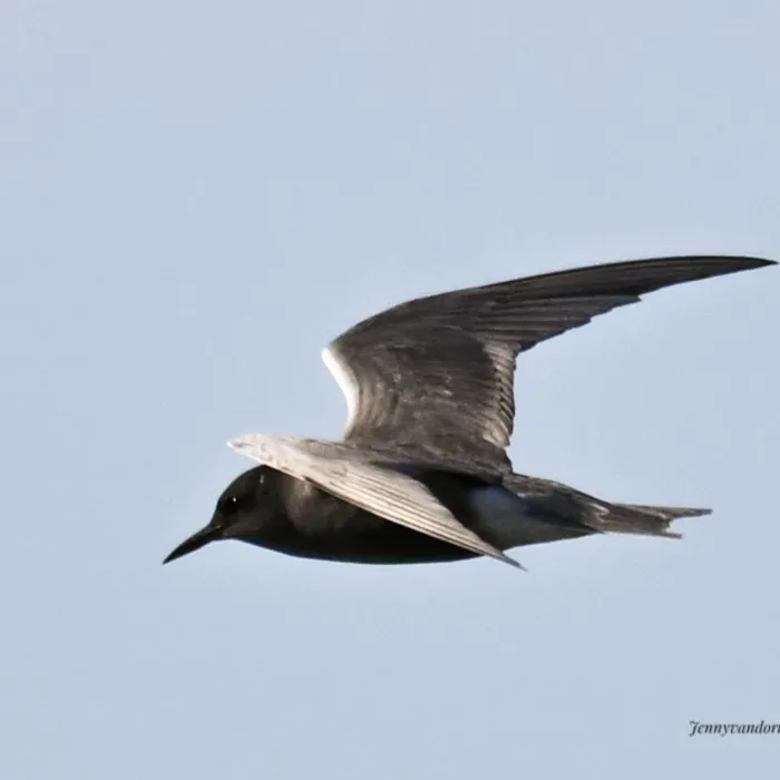 Spotted Black Tern