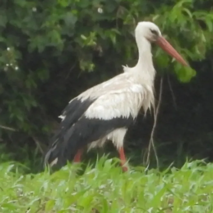 Spotted White Stork