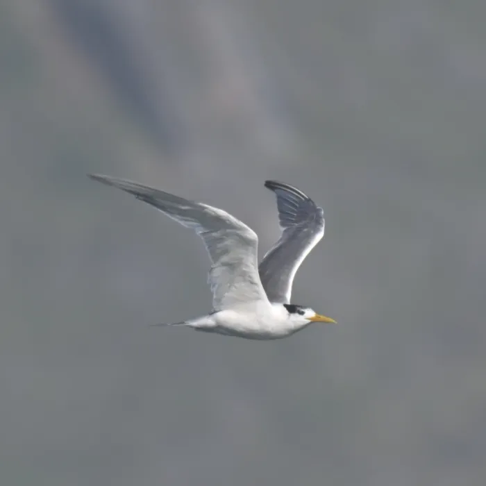 Spotted Great Crested Tern