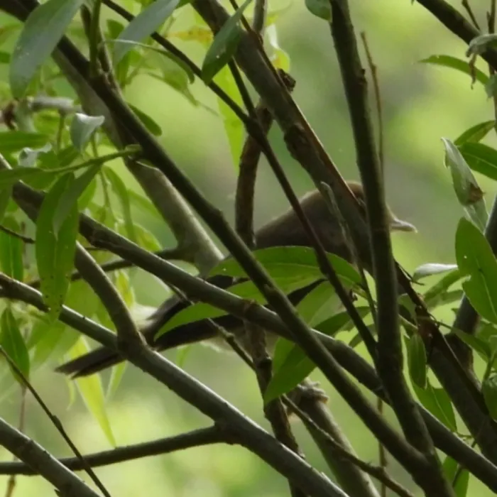 Eurasian Blackcap
