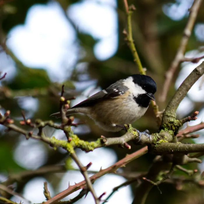 Coal Tit