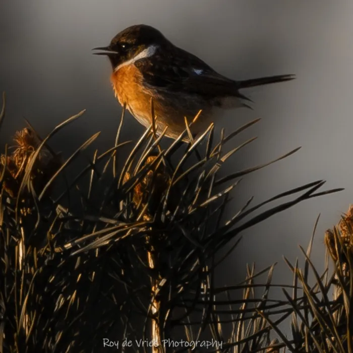 Gespotte Roodborsttapuit