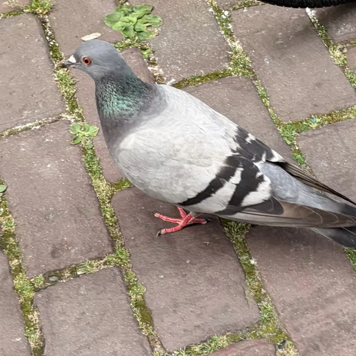 Spotted Rock Pigeon