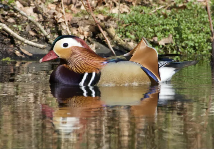 Gespotte Mandarijneend