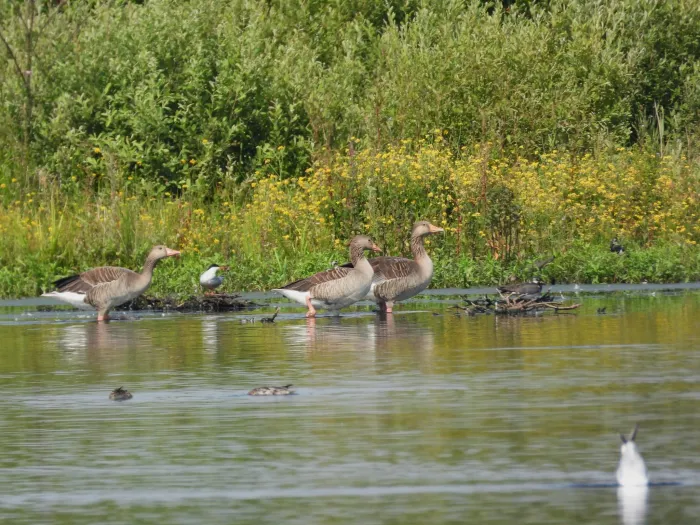 Spotted Graylag Goose