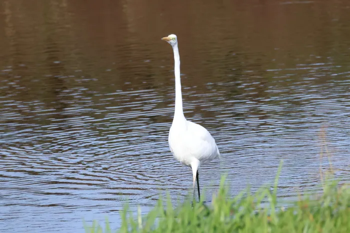 Waargenomen Grote zilverreiger