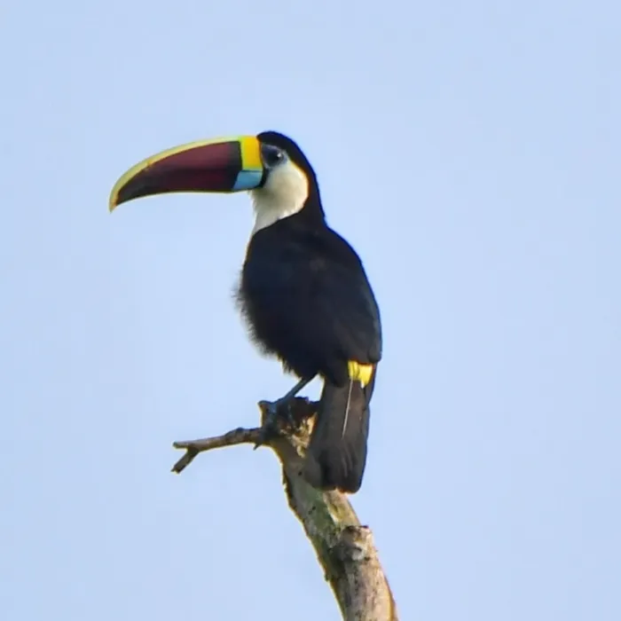 Spotted White-throated Toucan