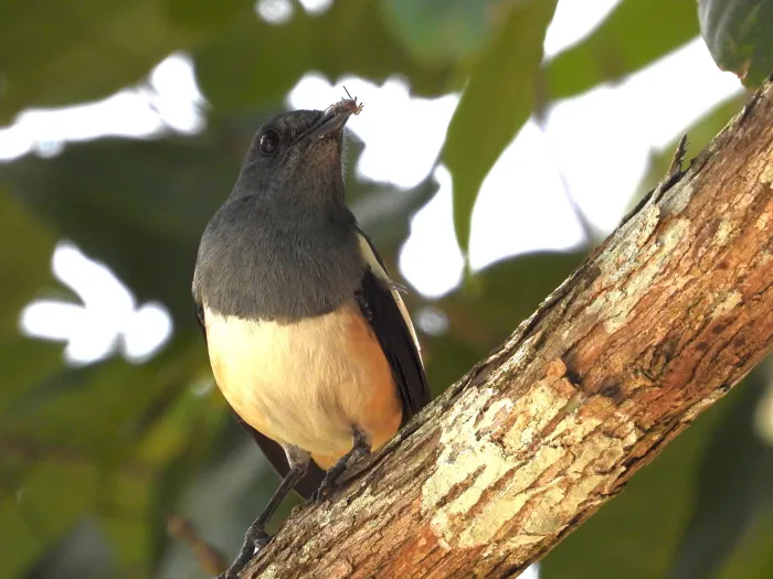 Gespotte Dayallijster