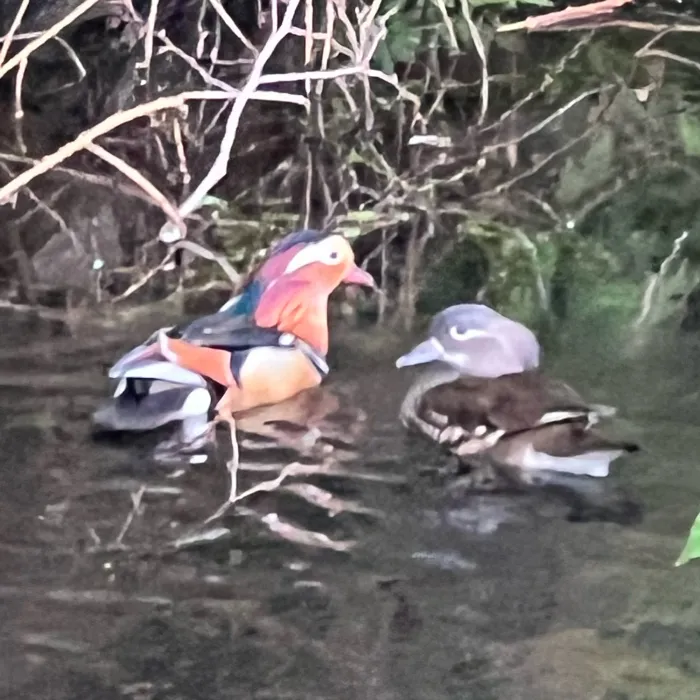 Spotted Mandarin Duck