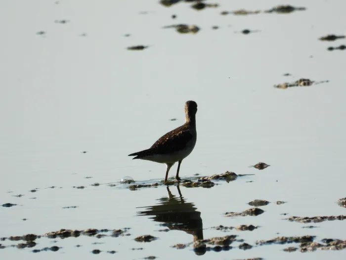 Spotted Wood Sandpiper