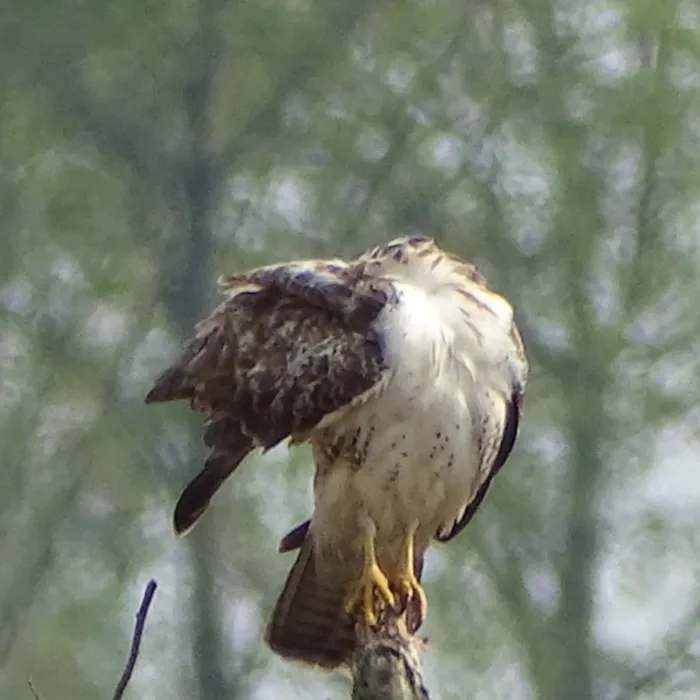 Waargenomen Buizerd