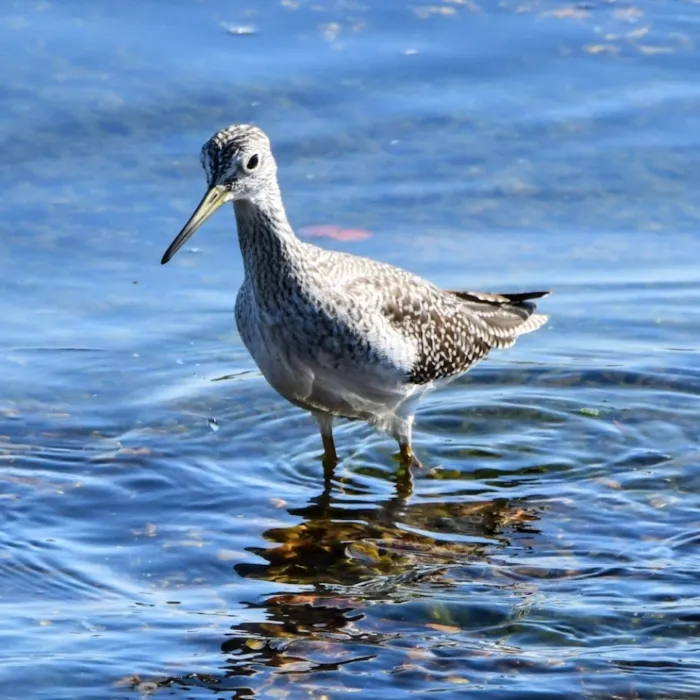 Gespotte Grote geelpootruiter