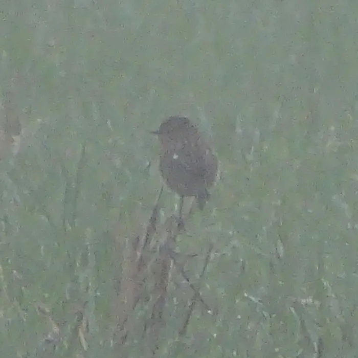 Spotted European Stonechat