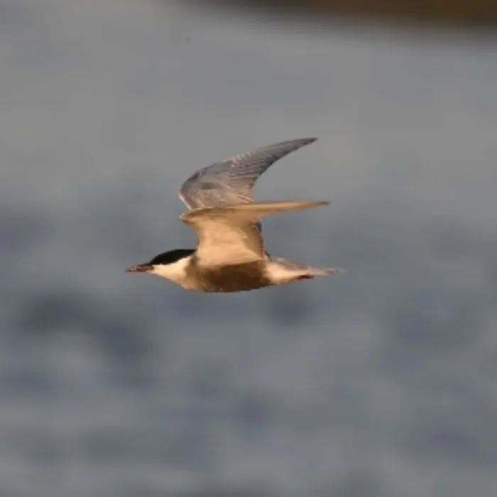 Spotted Whiskered Tern