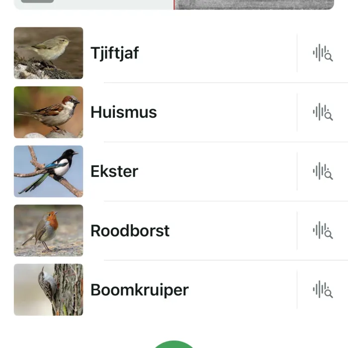 Spotted European Robin