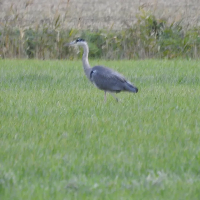 Waargenomen Blauwe reiger