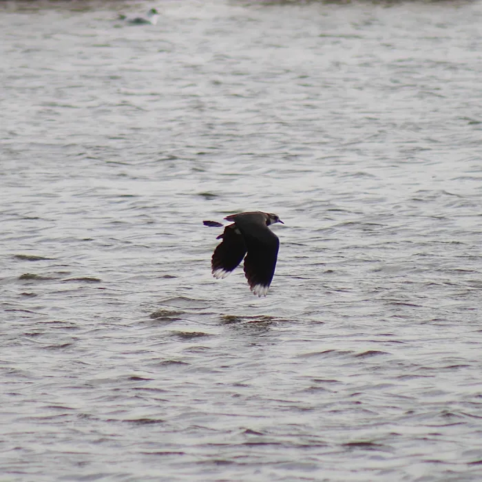 Spotted Northern Lapwing