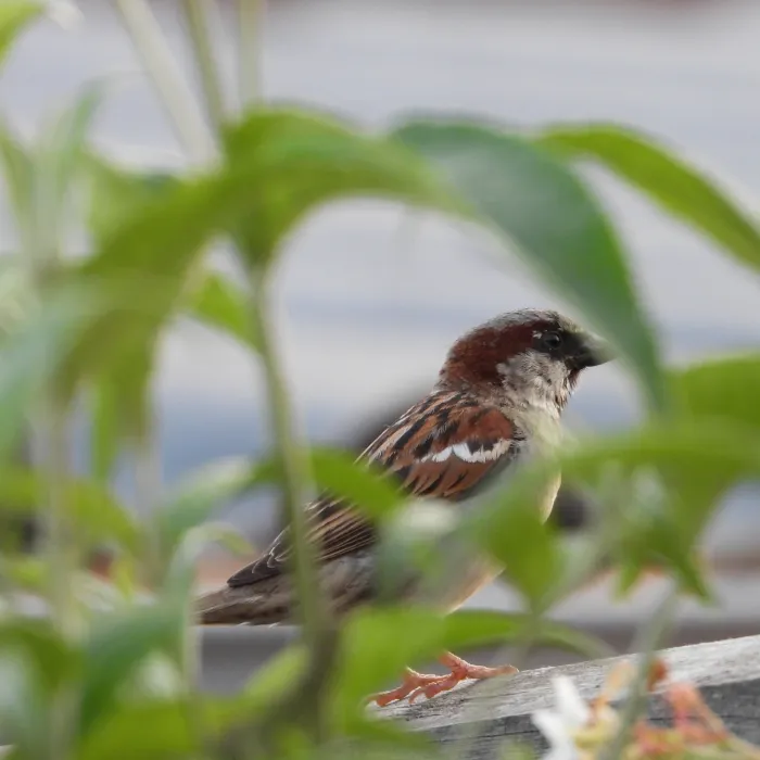 Spotted House Sparrow