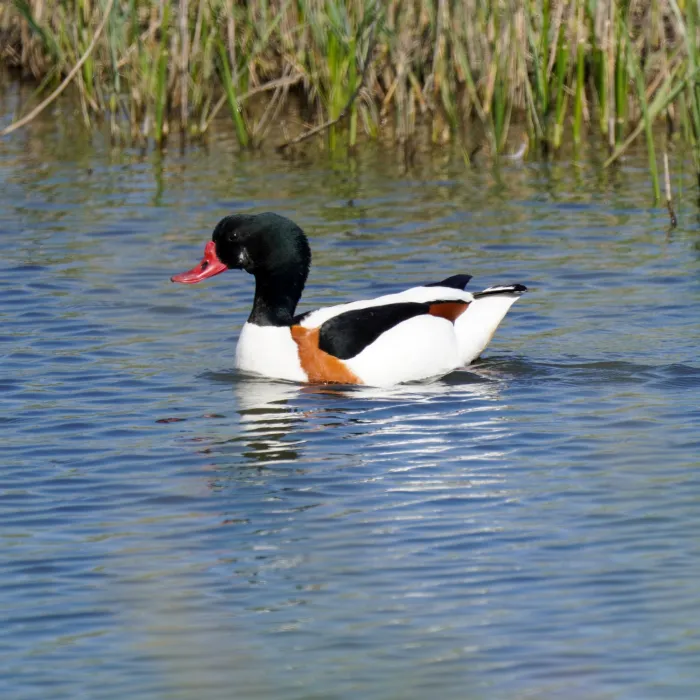 Spotted Common Shelduck