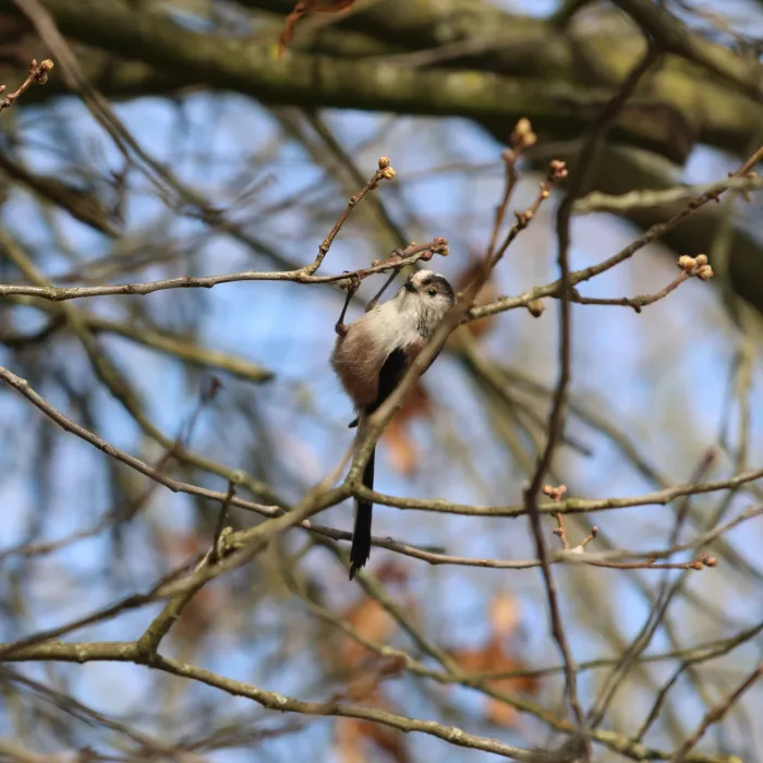 Long-tailed Tit