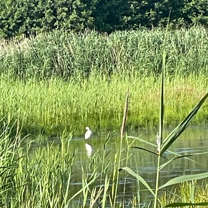 Spotted Eurasian Spoonbill