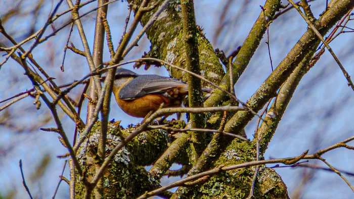 Eurasian Nuthatch