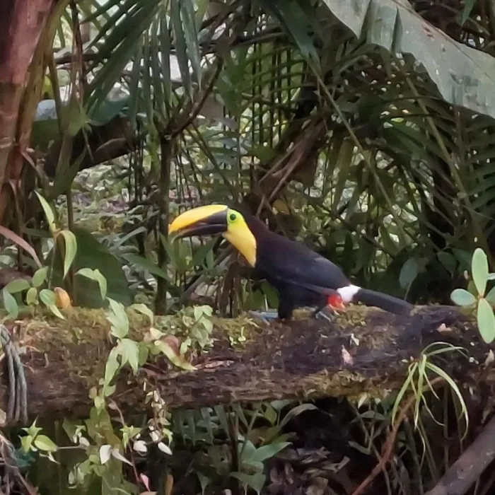 Spotted Yellow-throated Toucan