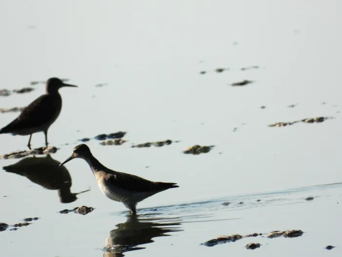 Spotted Wood Sandpiper