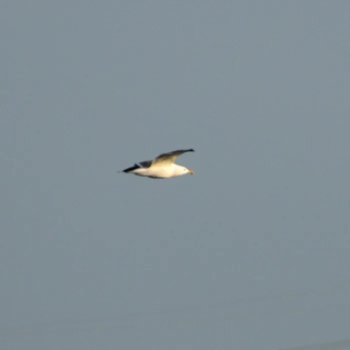 Lesser Black-backed Gull