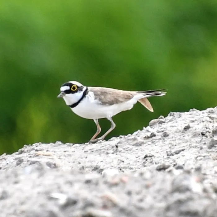 Spotted Little Ringed Plover
