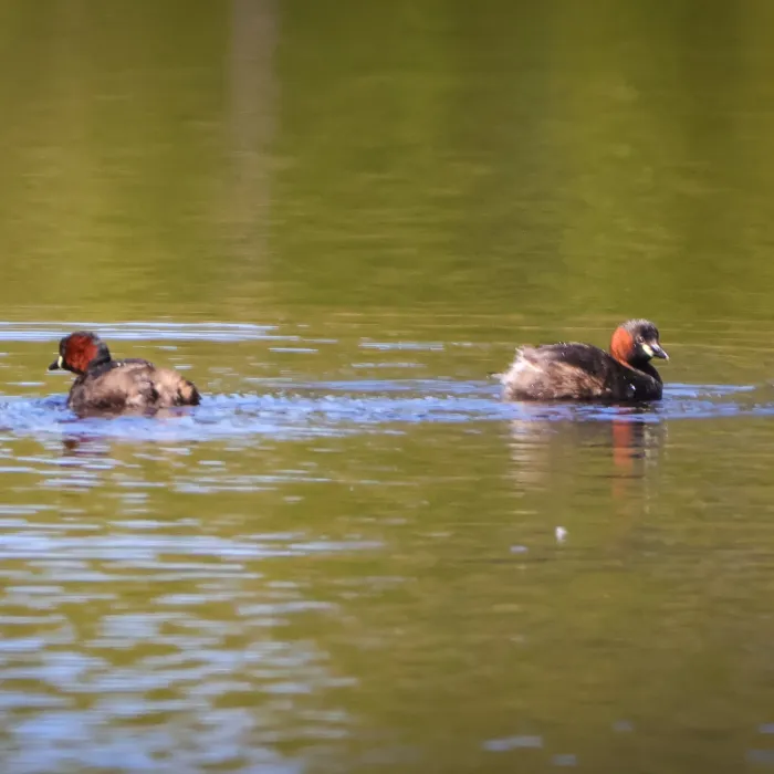 Spotted Little Grebe