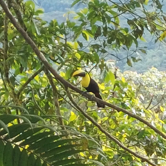 Spotted Keel-billed Toucan
