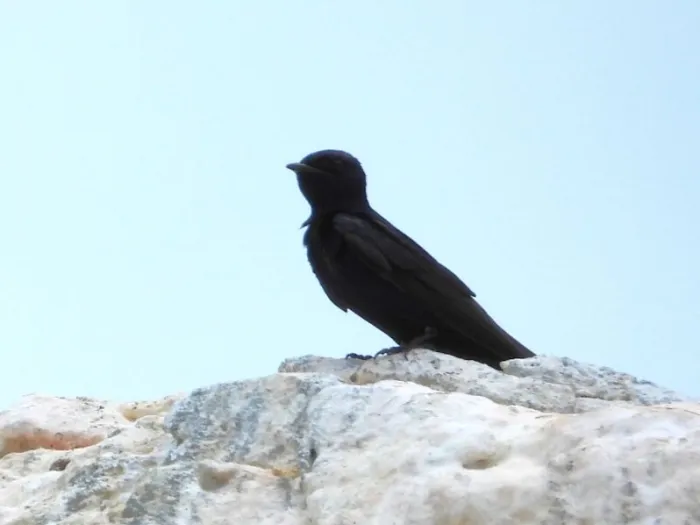 Spotted Purple Martin