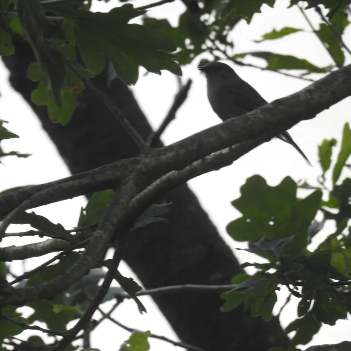 Spotted Dunnock