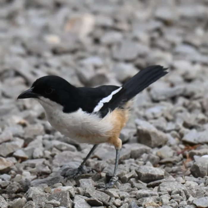 Spotted Southern Boubou