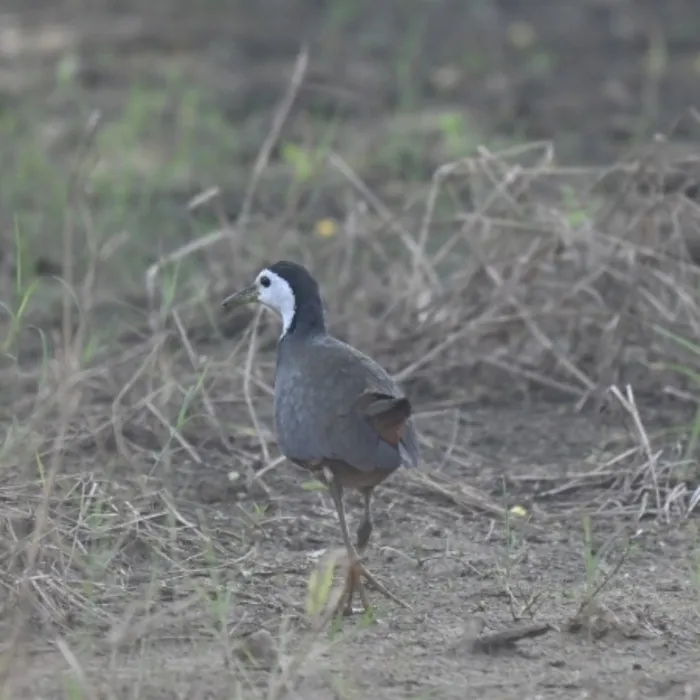 Spotted White-breasted Waterhen