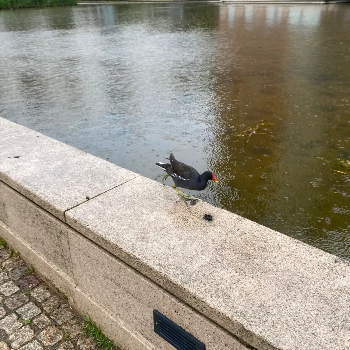 Waargenomen Waterhoen